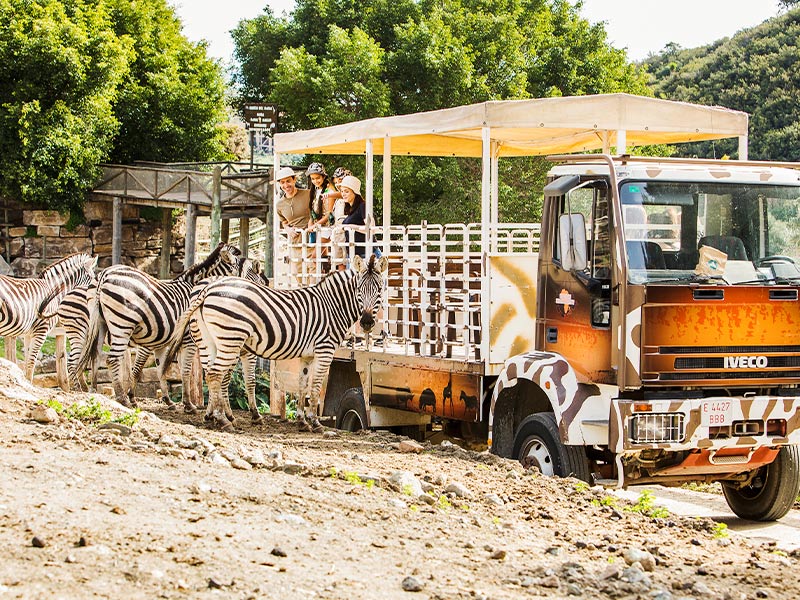 Cebras junto al camión todoterreno del Safari Serengueti de Selwo Aventura