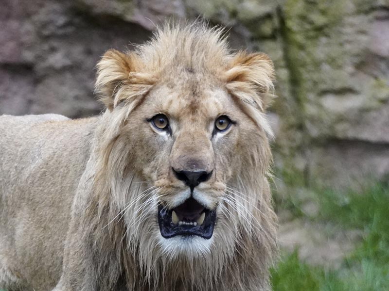 León del Atlas (Panthera leo leo) en Selwo Aventura Estepona