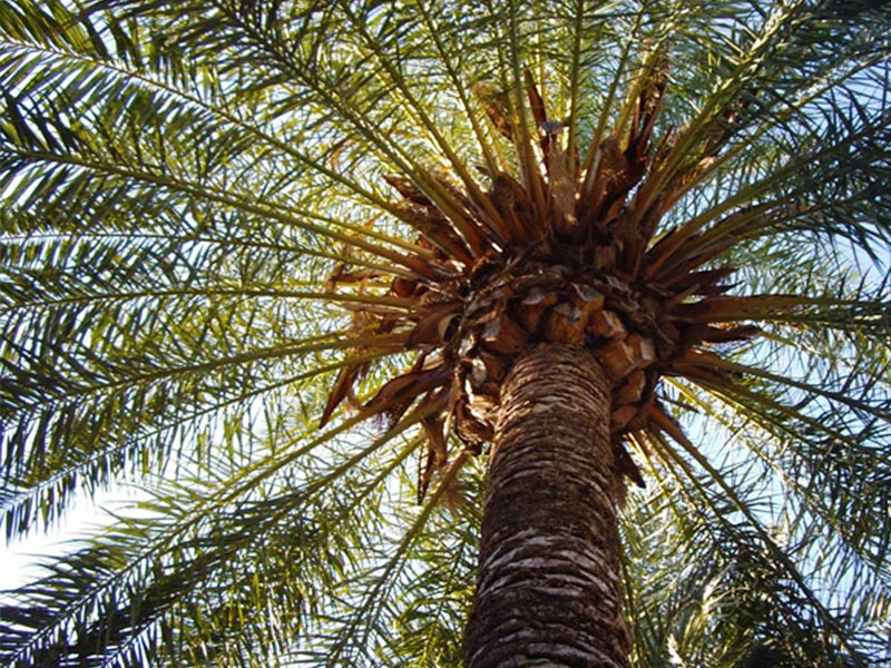 Palmera datilera