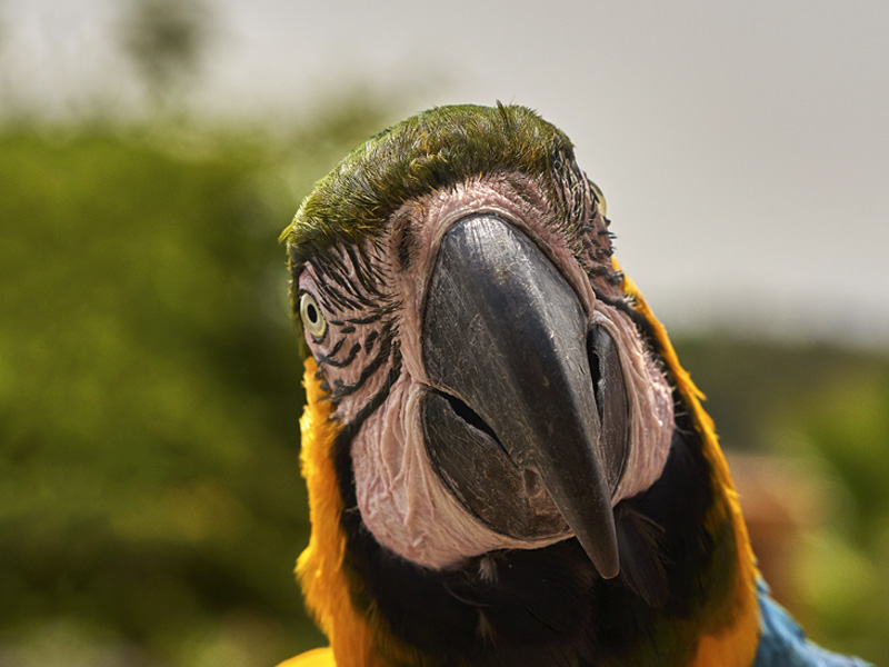 Guacamayo azul y amarillo en Selwo Marina