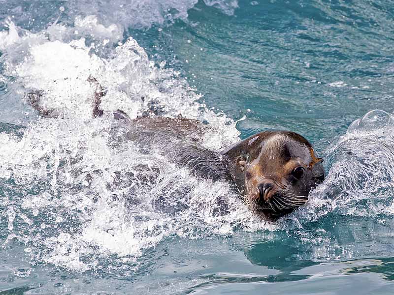León marino de California (Zalophus californianus) en Selwo Marina Benalmádena