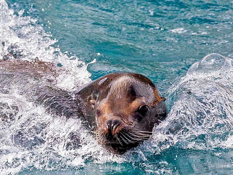 Exhibición educativa de león marino "Beethoven"