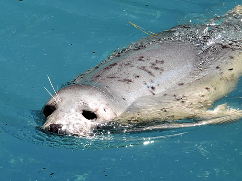 Foca gris (Halichoerus grypus)