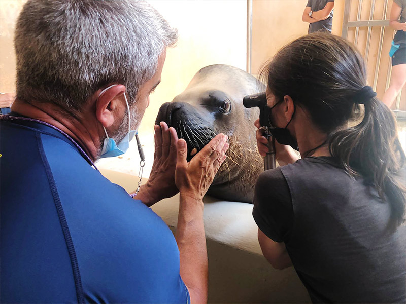 Cuidado del león marino en Selwo Marina