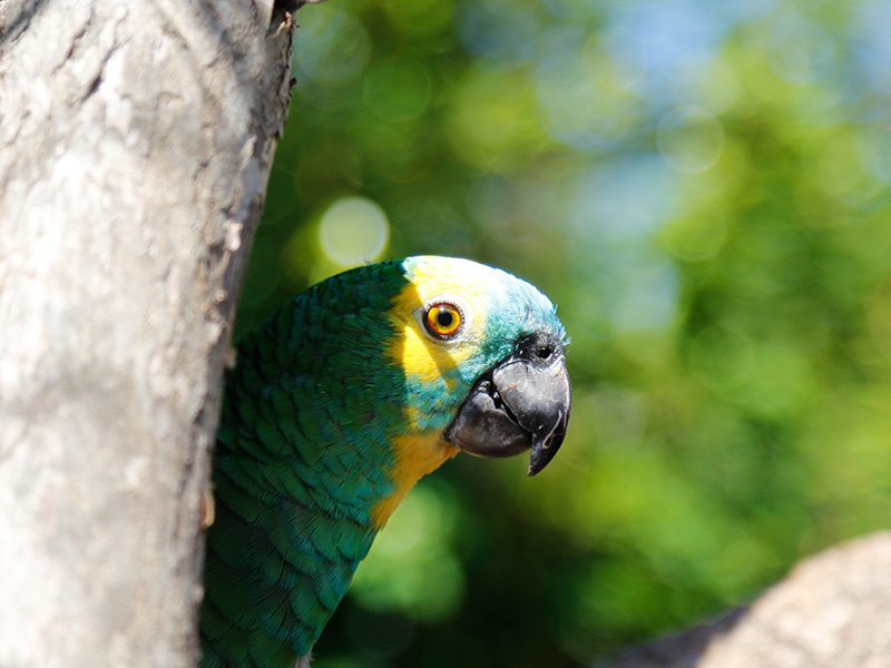 Amazona frentiazul