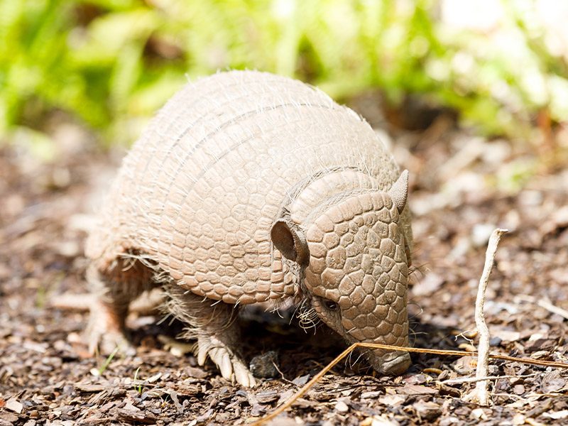 Armadillo de seis bandas