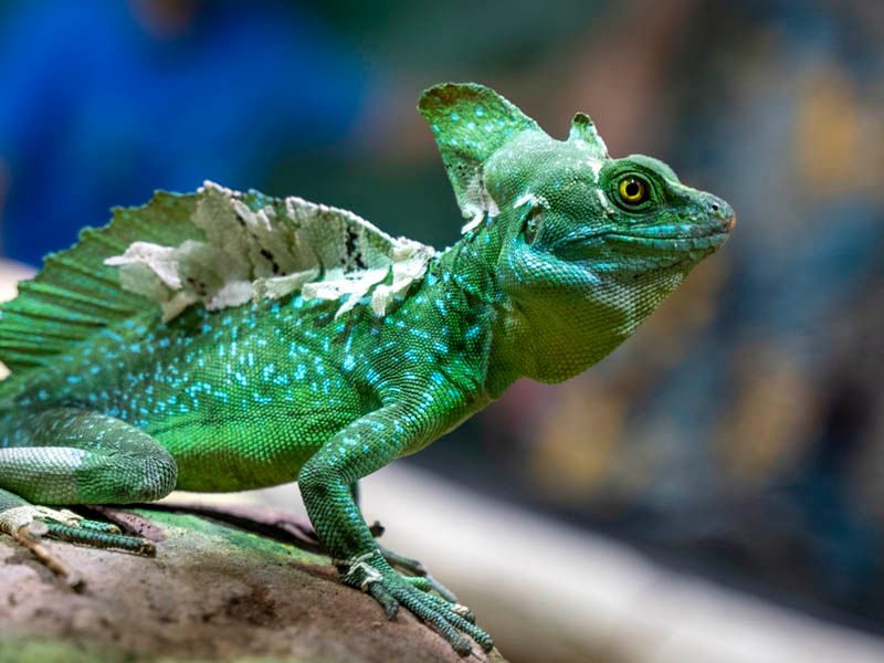 Green Basilisk