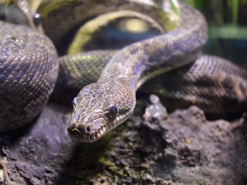 Cuban Boa