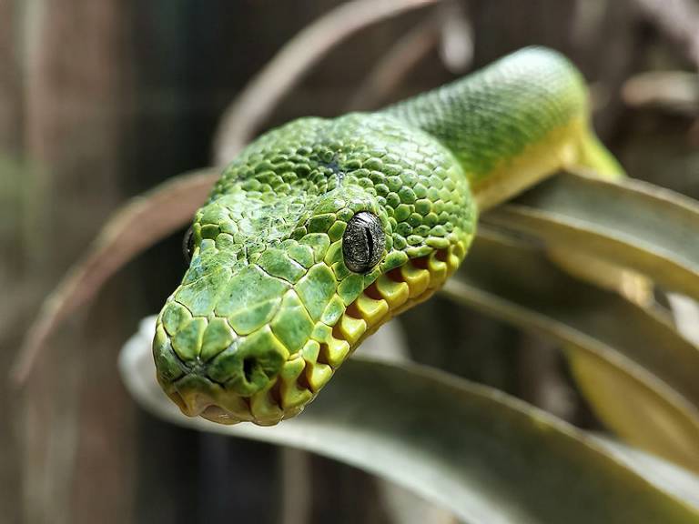 Cuáles la serpientes más bonitas del mundo? | Selwo Marina