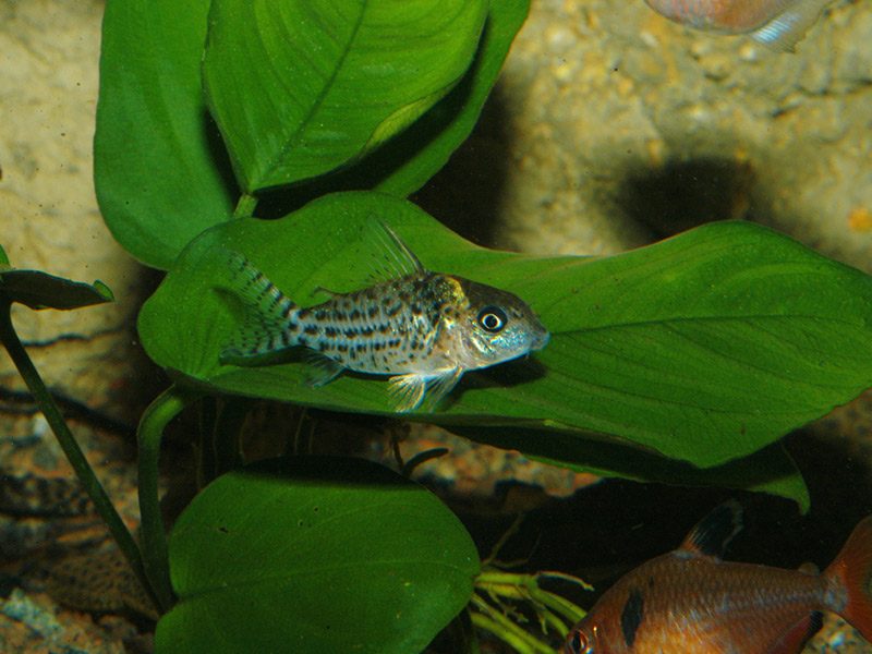 Corydora