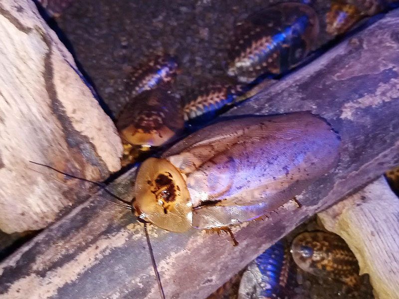 Cucaracha pimienta gigante