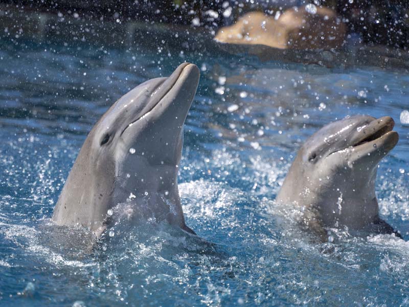 Delfines mulares en Selwo Marina