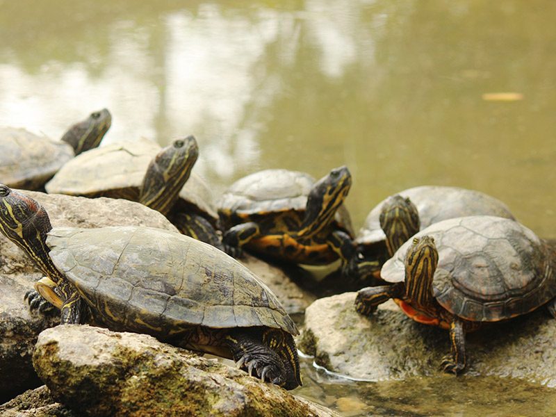 Galápago de Florida