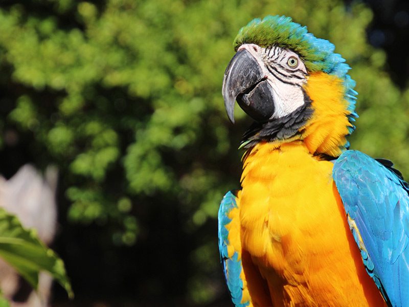 Blue and Yellow Macaw