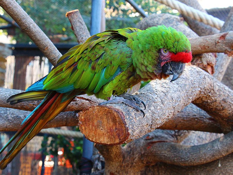 Military Macaw