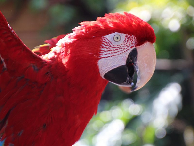 Guacamayo rojo