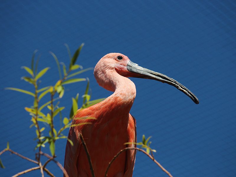 Scarlet Ibis