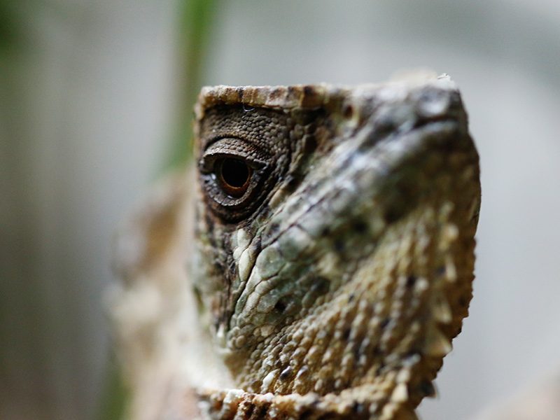 Iguana de casco