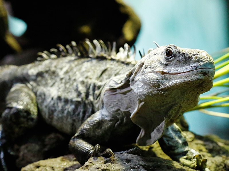 Iguana negra de Utila