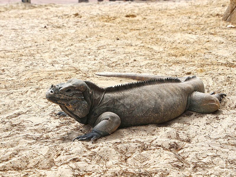 Iguana rinoceronte