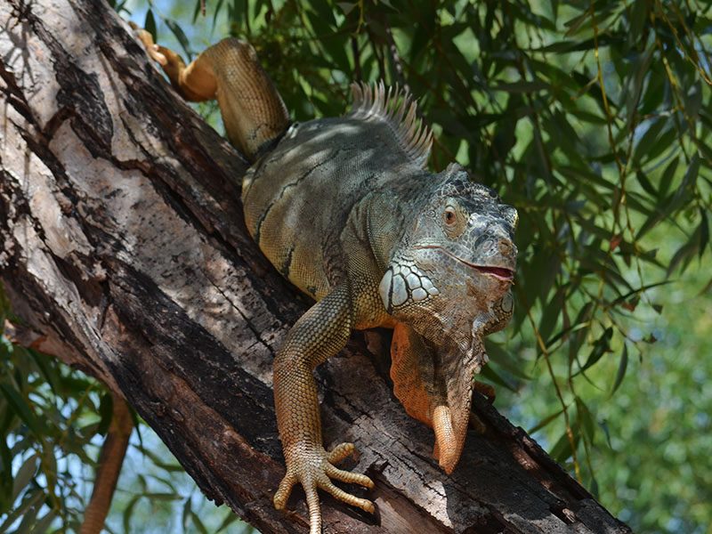 Iguana verde