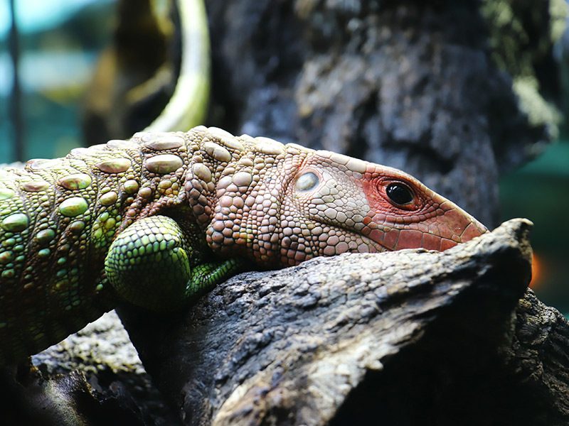 Alligator Lizard