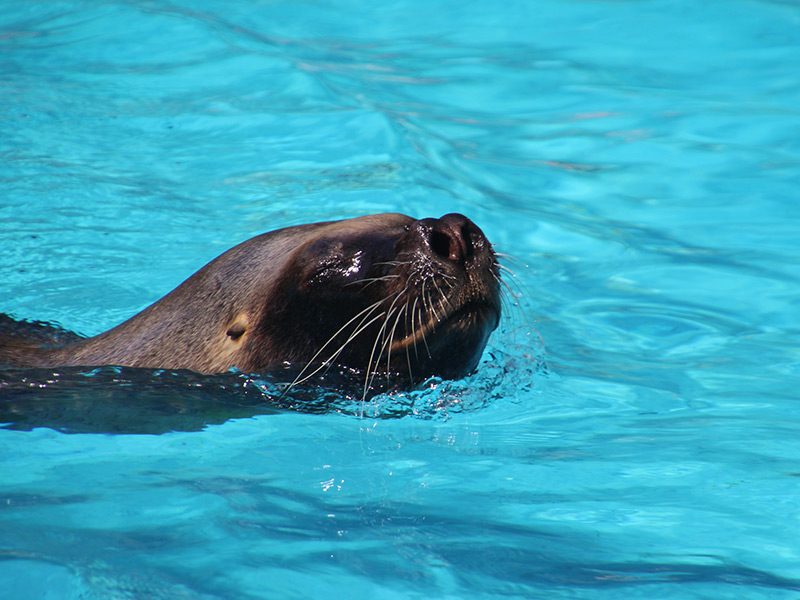 Sea Lion Encounter