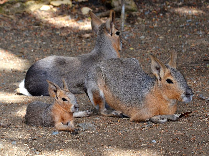 Patagonian Mara