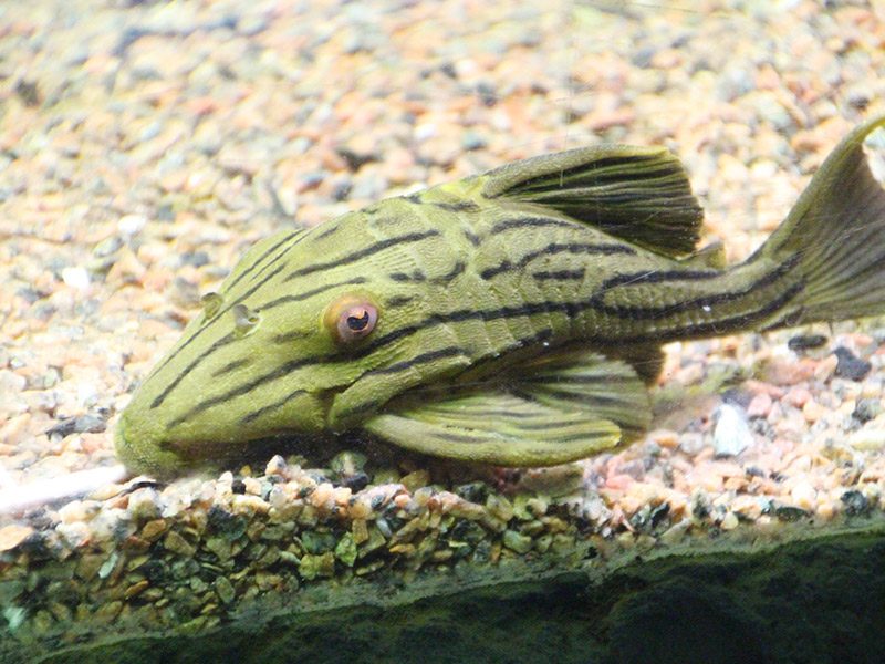 Panaque