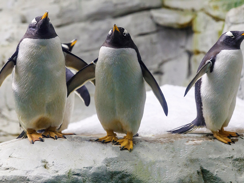 Por qué los pingüinos regalan piedras a las hembras Por qué los pingüinos regalan piedras a las hembras