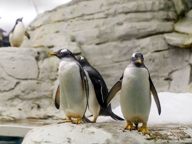 Pinguino-Juanito-Selwo-Marina-main