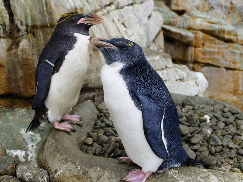 Por qué los pingüinos regalan piedras a las hembras Por qué los pingüinos regalan piedras a las hembras