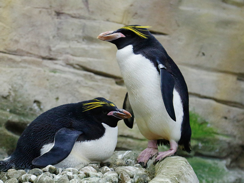 Por qué los pingüinos regalan piedras a las hembras