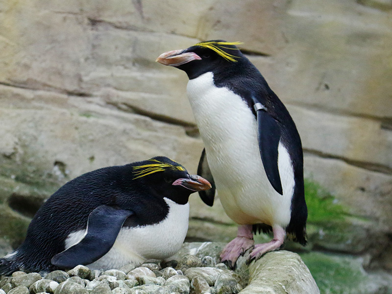 Por qué los pingüinos regalan piedras a las hembras Por qué los pingüinos regalan piedras a las hembras