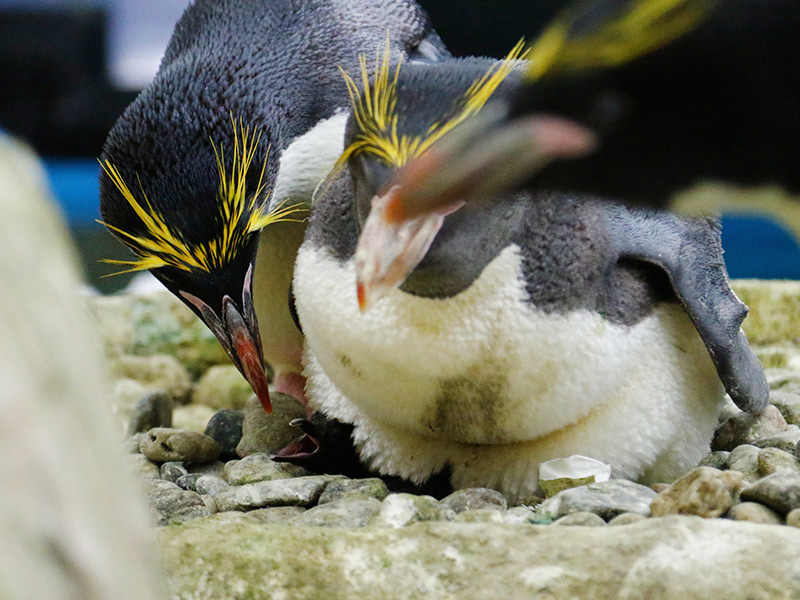 Por qué los pingüinos regalan piedras a las hembras