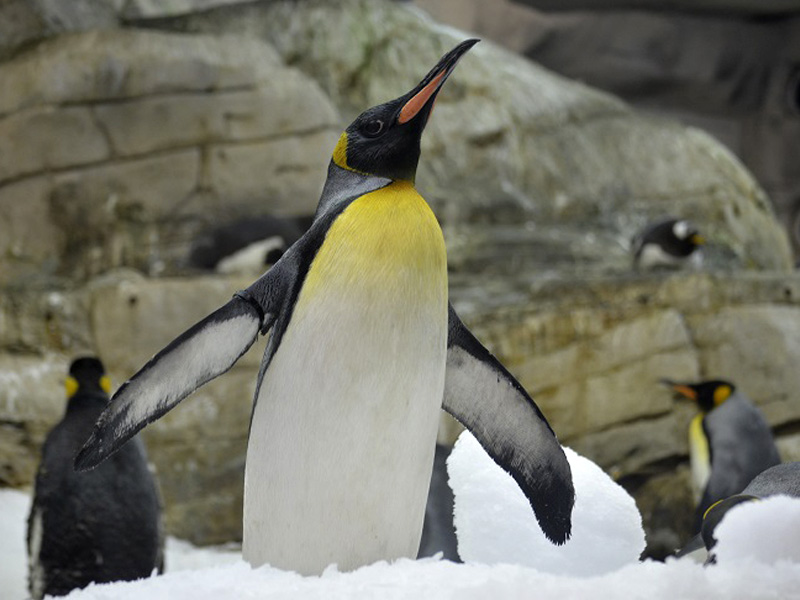 Pingüino rey | Selwo Marina Benalmádena Pingüino rey | Selwo Marina Benalmádena