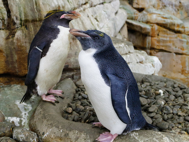 Por qué los pingüinos regalan piedras a las hembras