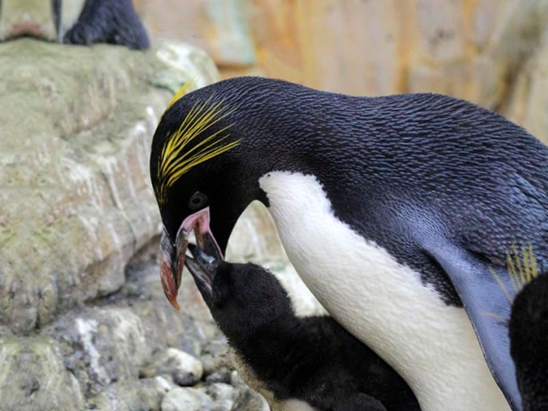 Macaroni Penguin