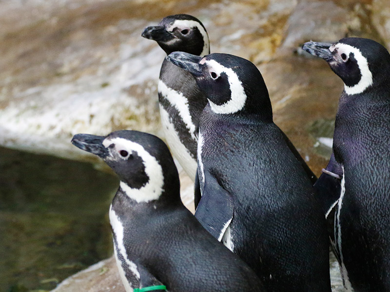 Pinguino-magallanes