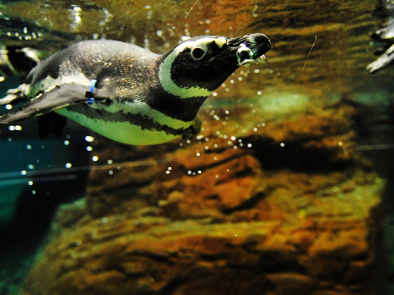 Pinguino-magallanes