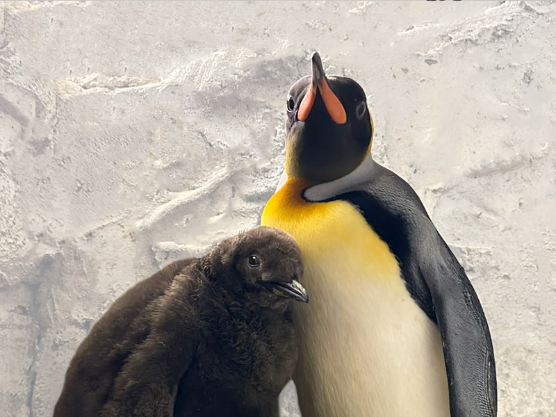 New king penguin hatchling born in Selwo Marina