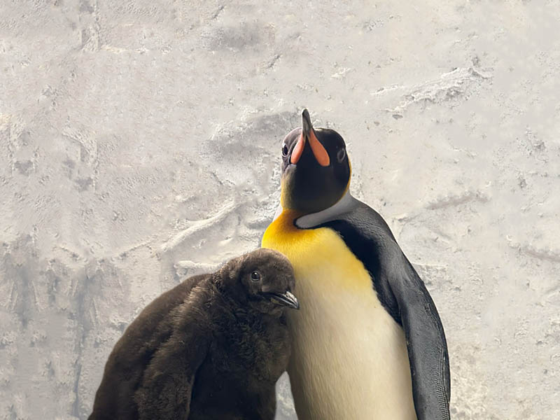 New king penguin hatchling born in Selwo Marina