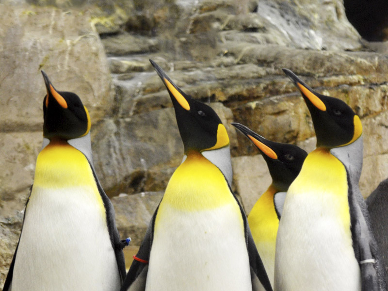 King penguin at Selwo Marina