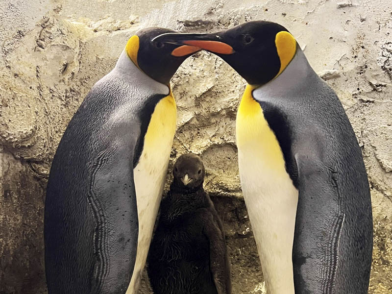 King penguin at Selwo Marina