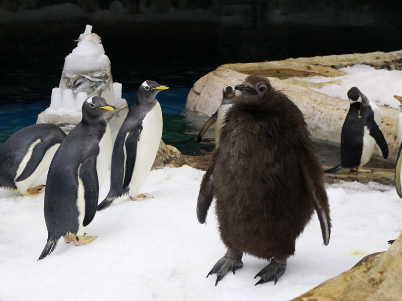 Pingüino rey en Selwo Marina