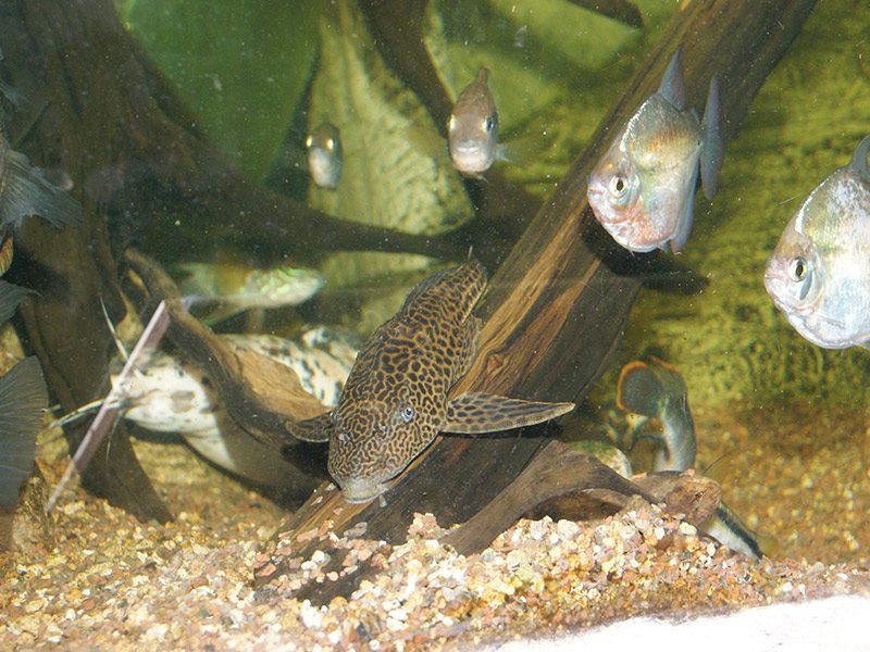 Plecostomus