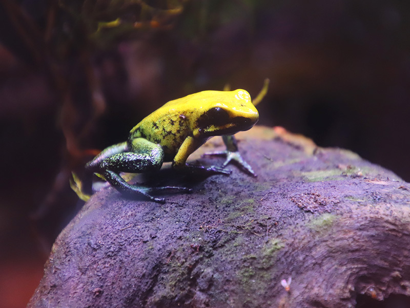 Golden Poison Dart Frog | Selwo Marina Benalmádena
