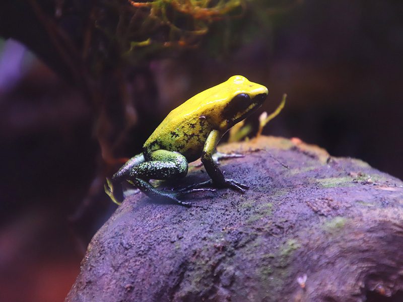 Rana flecha dorada