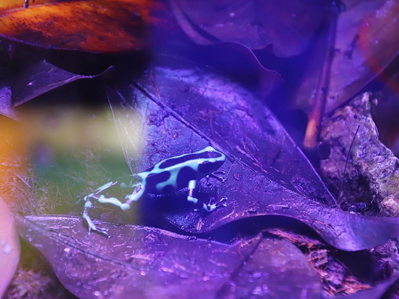 Rana flecha verde y negra