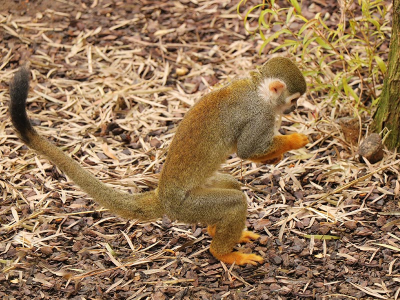 Squirrel Monkeys | Selwo Marina Benalmádena Squirrel Monkeys | Selwo Marina Benalmádena